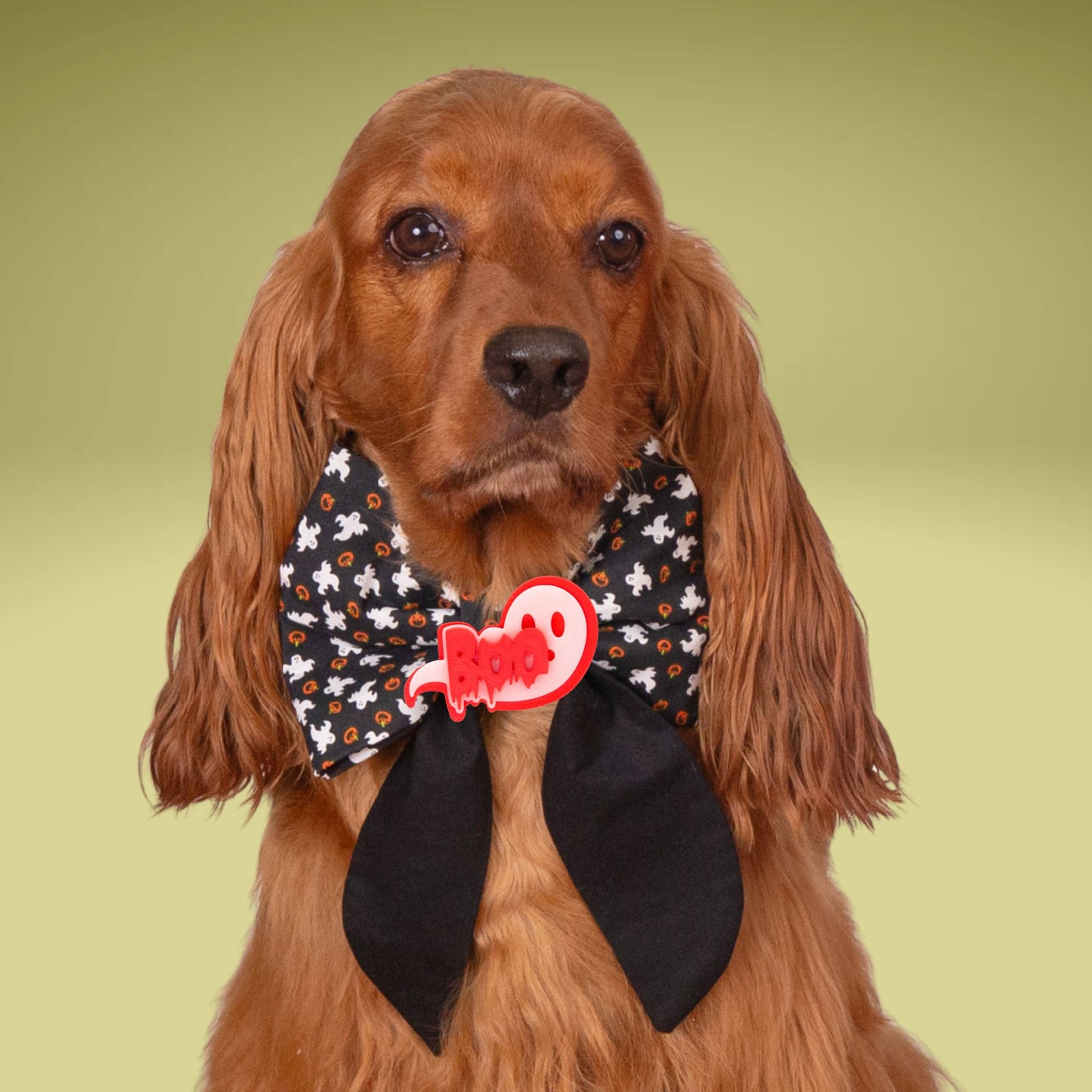A brown dog wearing a black and white bow tie with a red "Boom" logo, sitting against a green background.