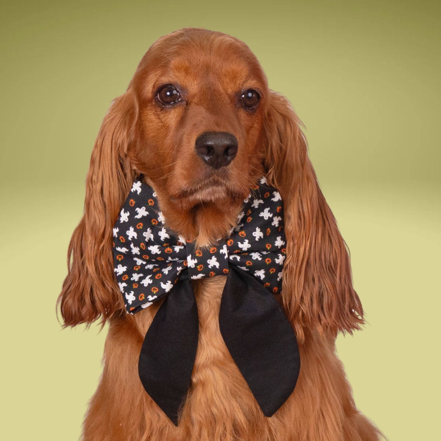 A brown dog wearing a black and white bow tie with orange and white patterns.