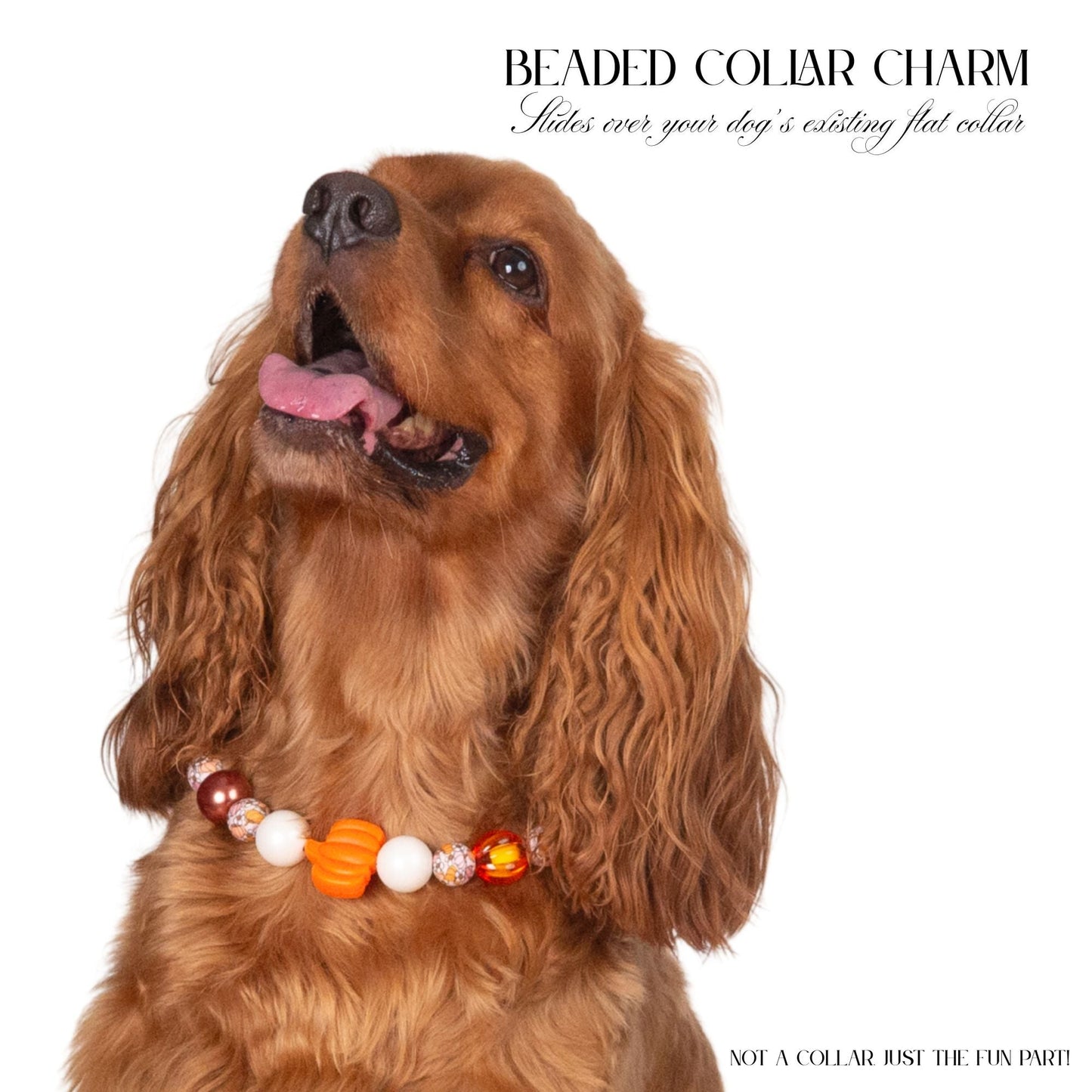 beaded dog necklace Pumpkin Harvest Charm by Life for Pawz – Handmade for pets