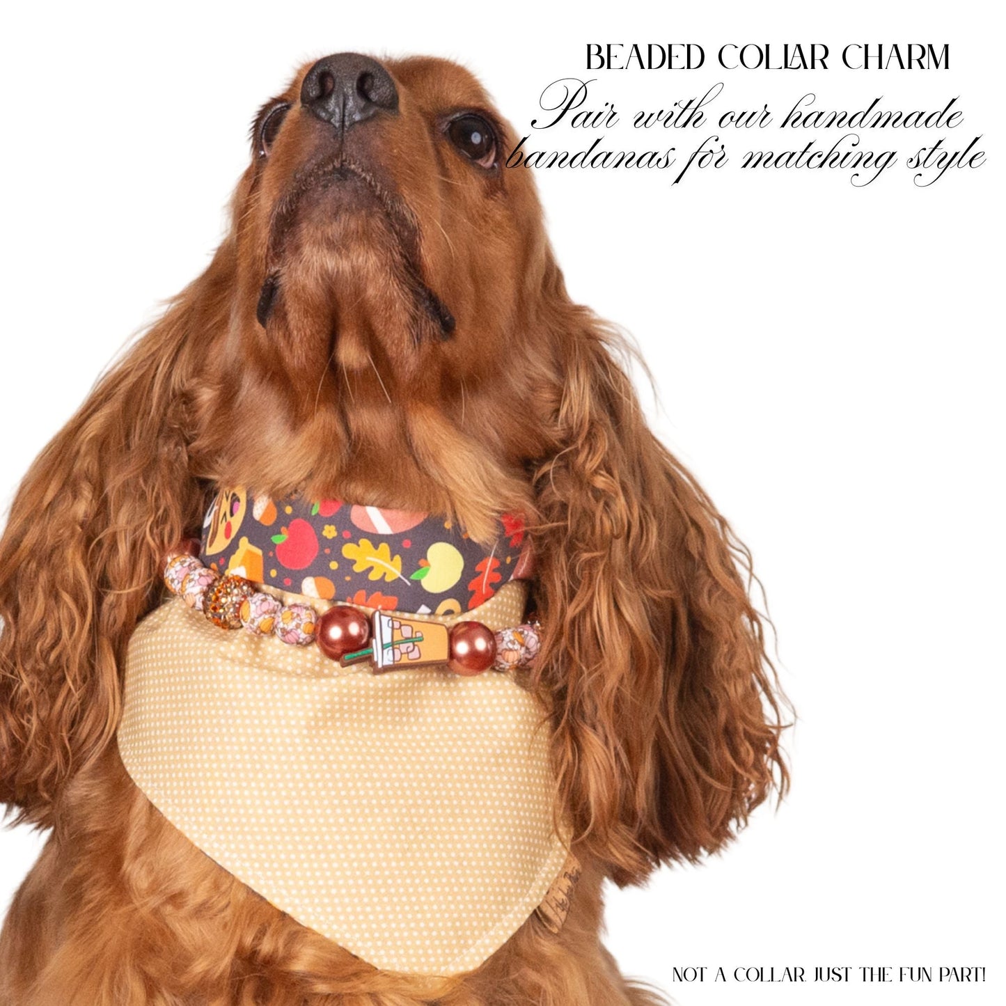 beaded dog necklace Pumpkin Spice Latte Charm by Life for Pawz – Handmade for pets