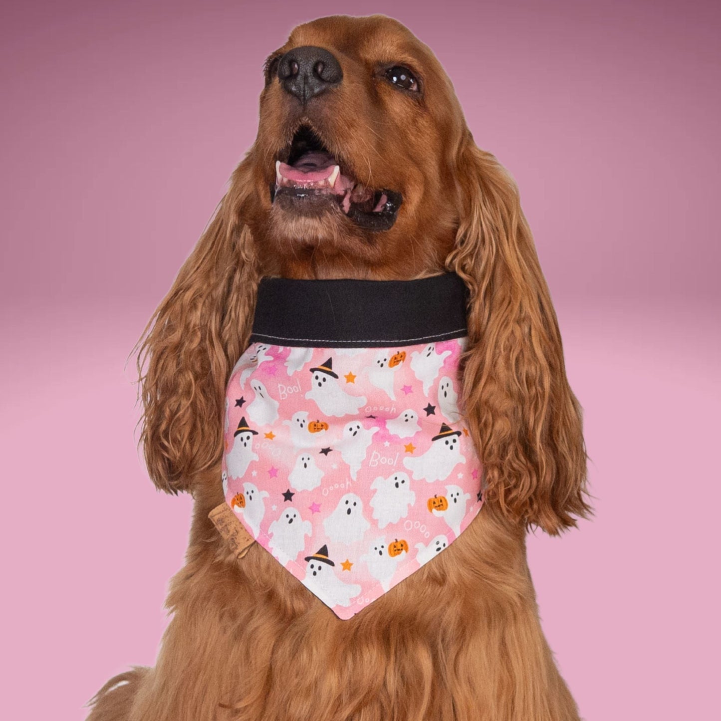 Bone Clasp Boo Crew Pink by Life for Pawz – Handmade for pets