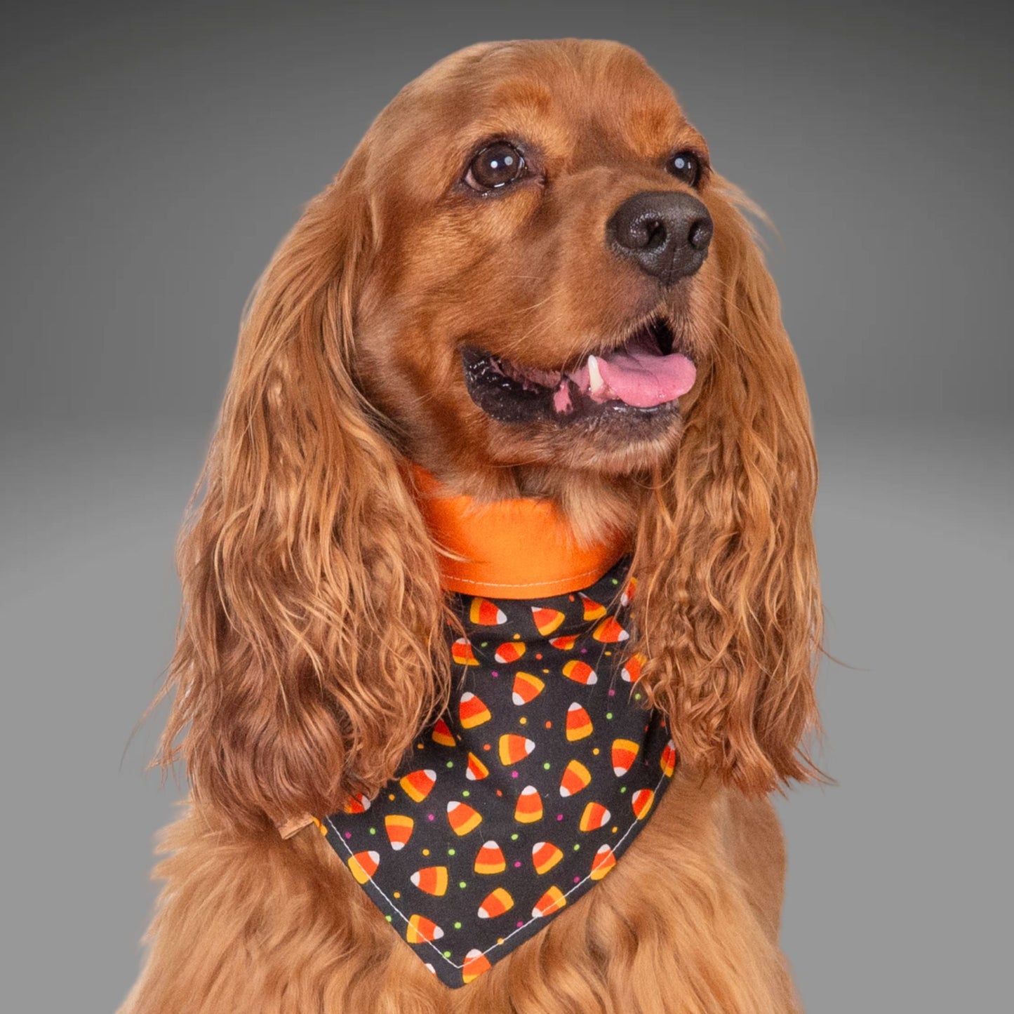 Bone Clasp Candy Corn Craze by Life for Pawz – Handmade for pets
