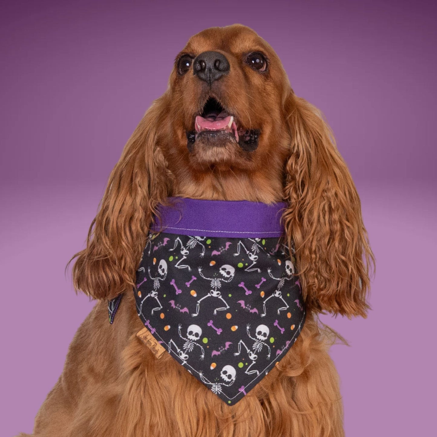Bone Clasp Dancing Bones by Life for Pawz – Handmade for pets