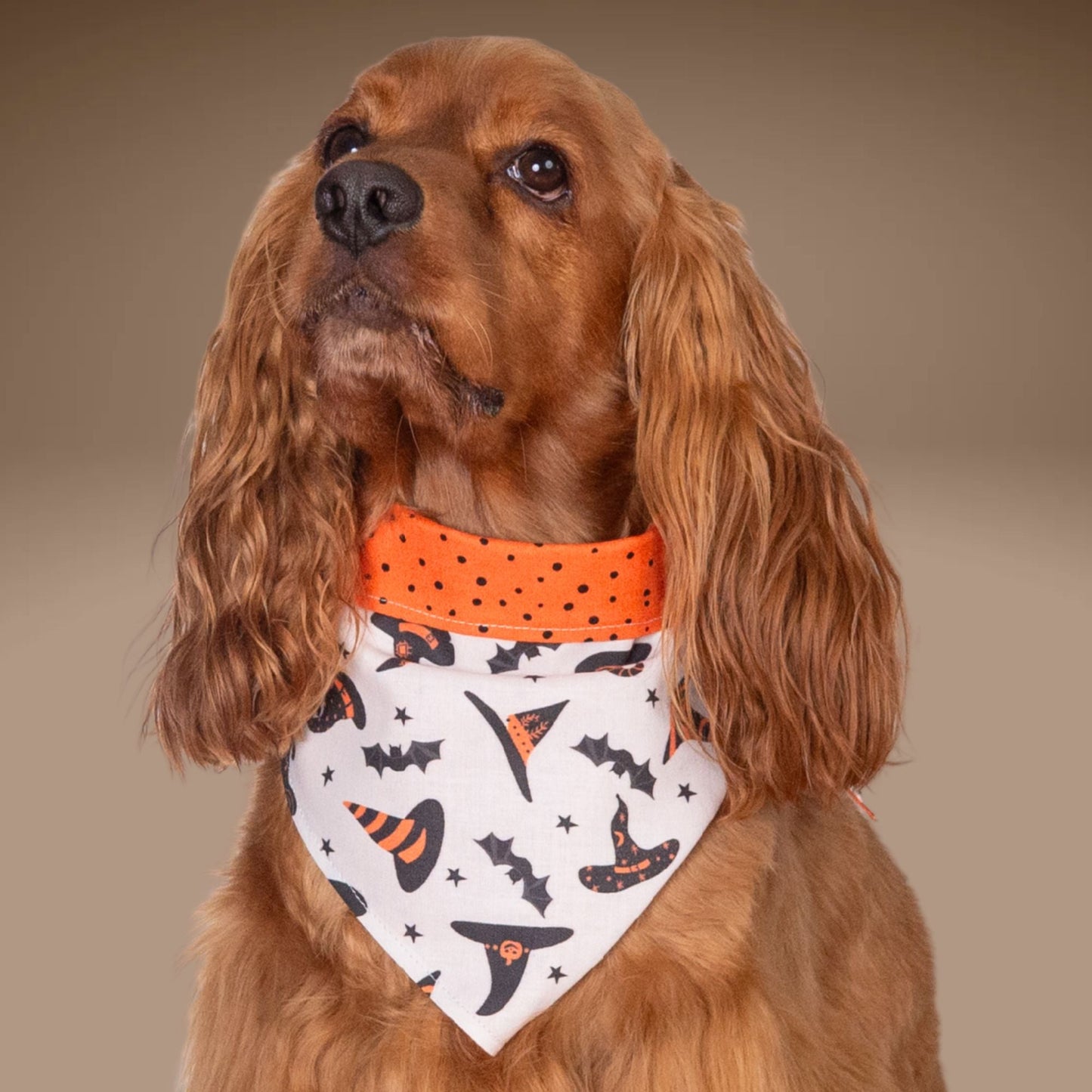 Bone Clasp Witchy Dots by Life for Pawz – Handmade for pets