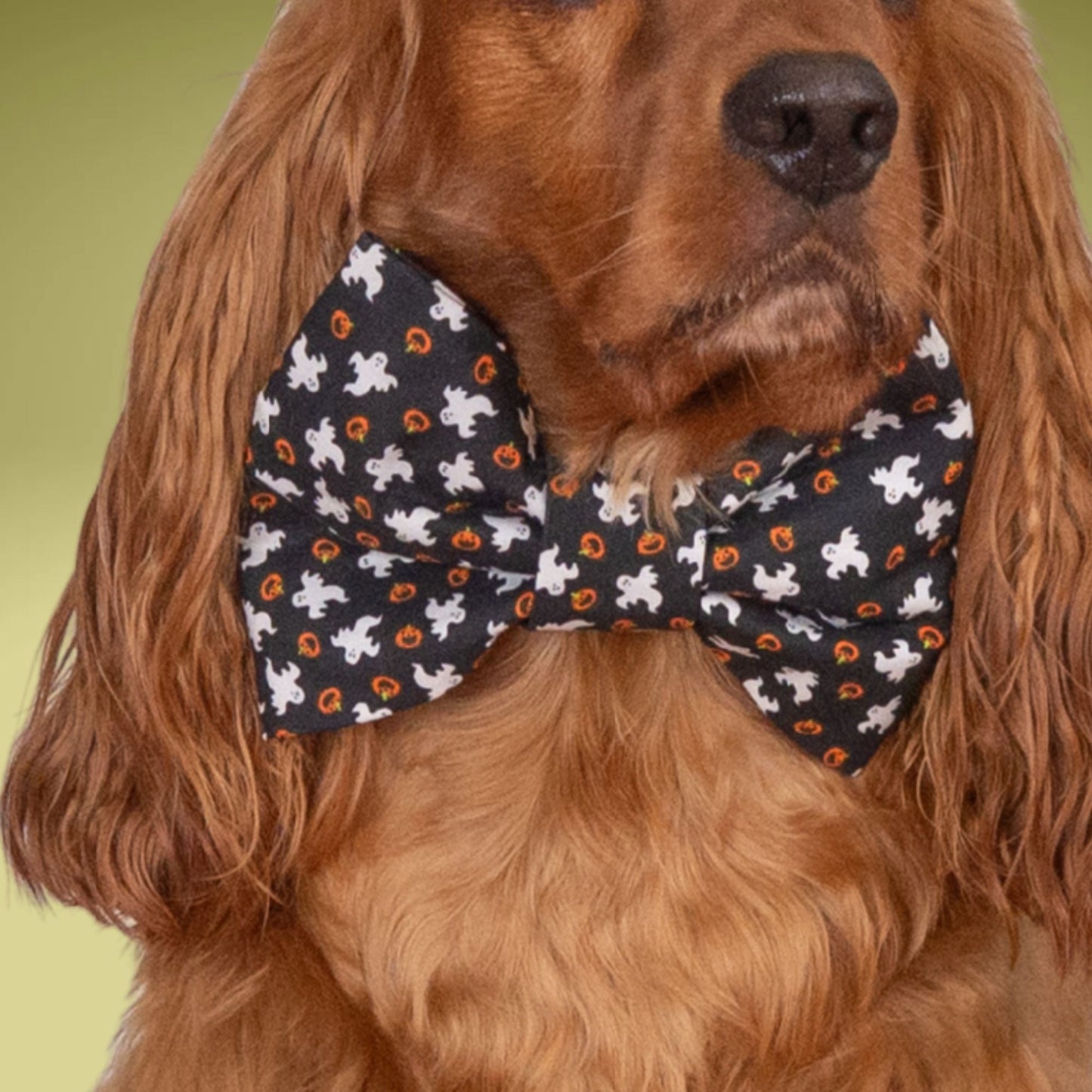 Bowtie Black Ghost Boo Bowtie by Life for Pawz – Handmade for pets