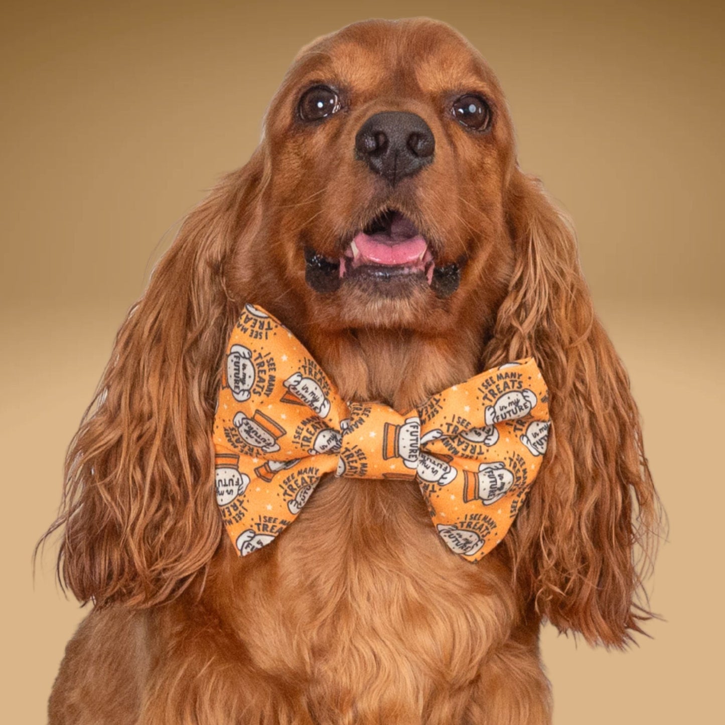 Bowtie Future Treats Bowtie by Life for Pawz – Handmade for pets
