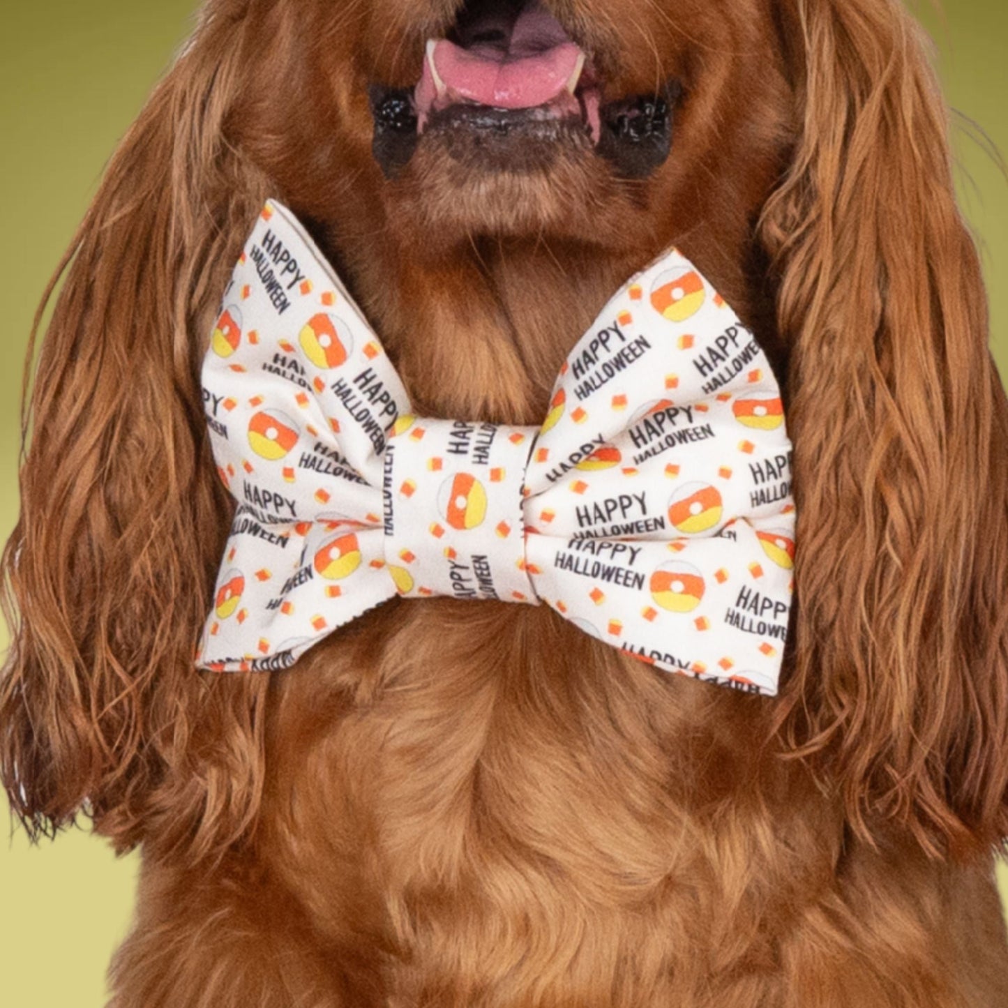 Bowtie Happy Halloween Candy Corn Bowtie by Life for Pawz – Handmade for pets