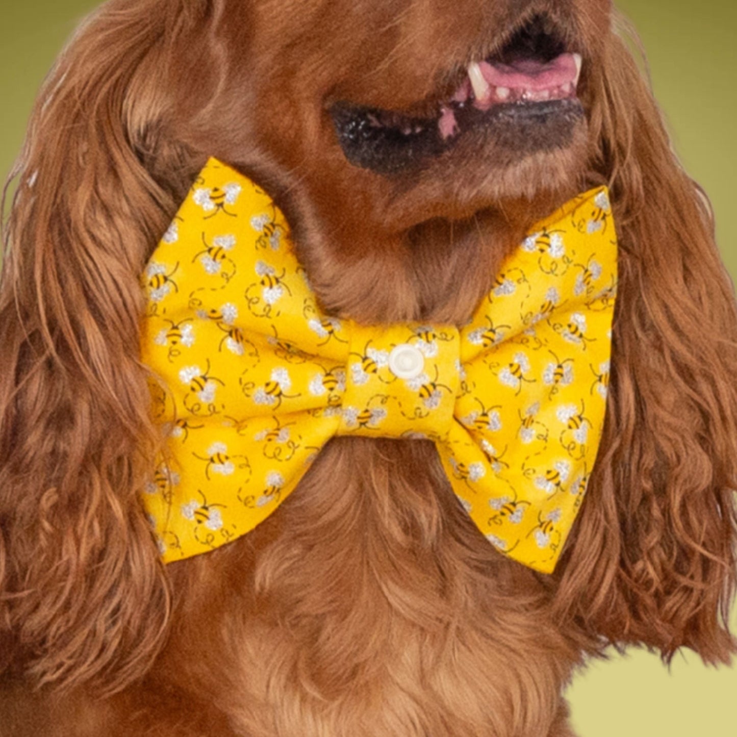 Bowtie Honeybee Bowtie with Initial Topper by Life for Pawz – Handmade for pets