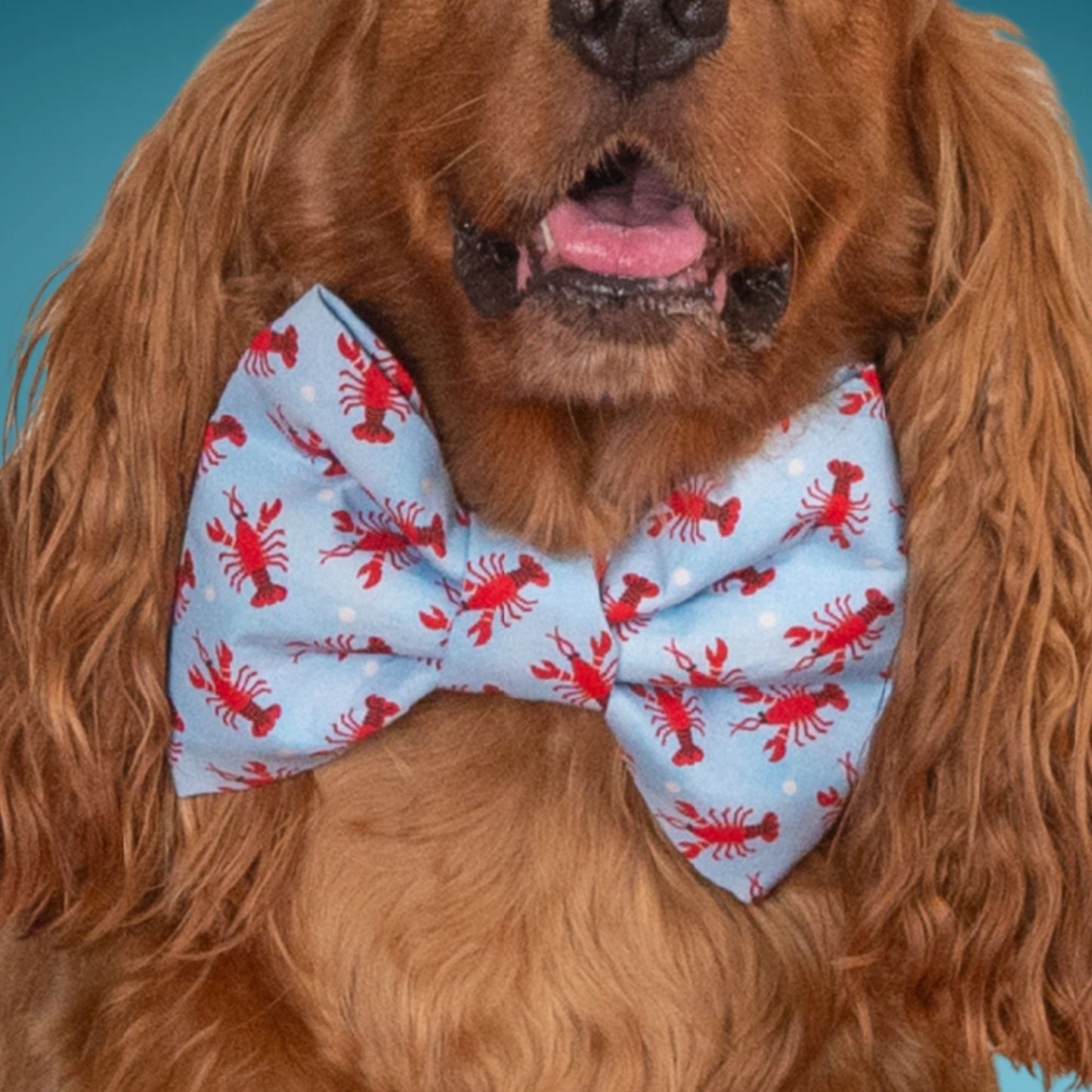 Bowtie Lobster Oversized Bow with Initial by Life for Pawz – Handmade for pets