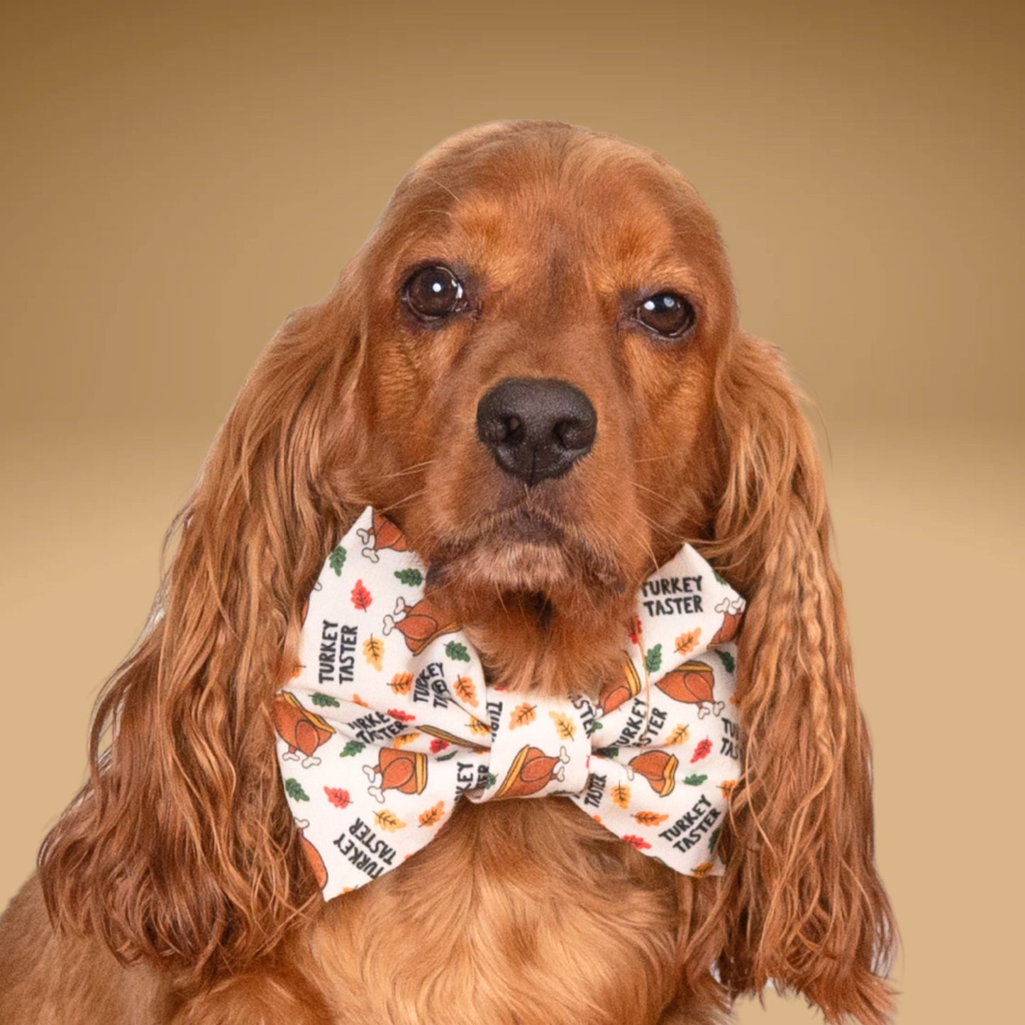 Bowtie Turkey Taster Bowtie by Life for Pawz – Handmade for pets