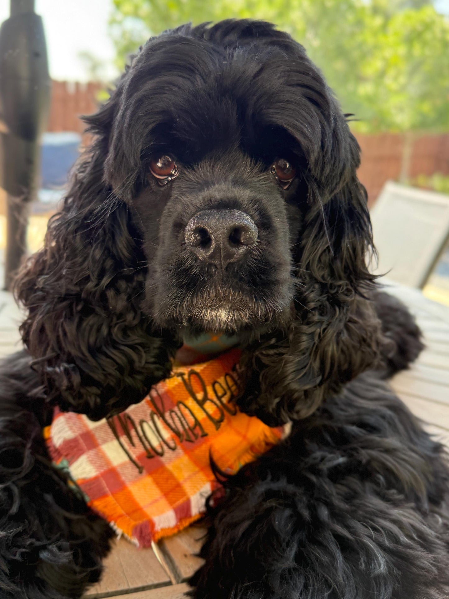Flannel Bandanas Fall Plaid by Life for Pawz – Handmade for pets