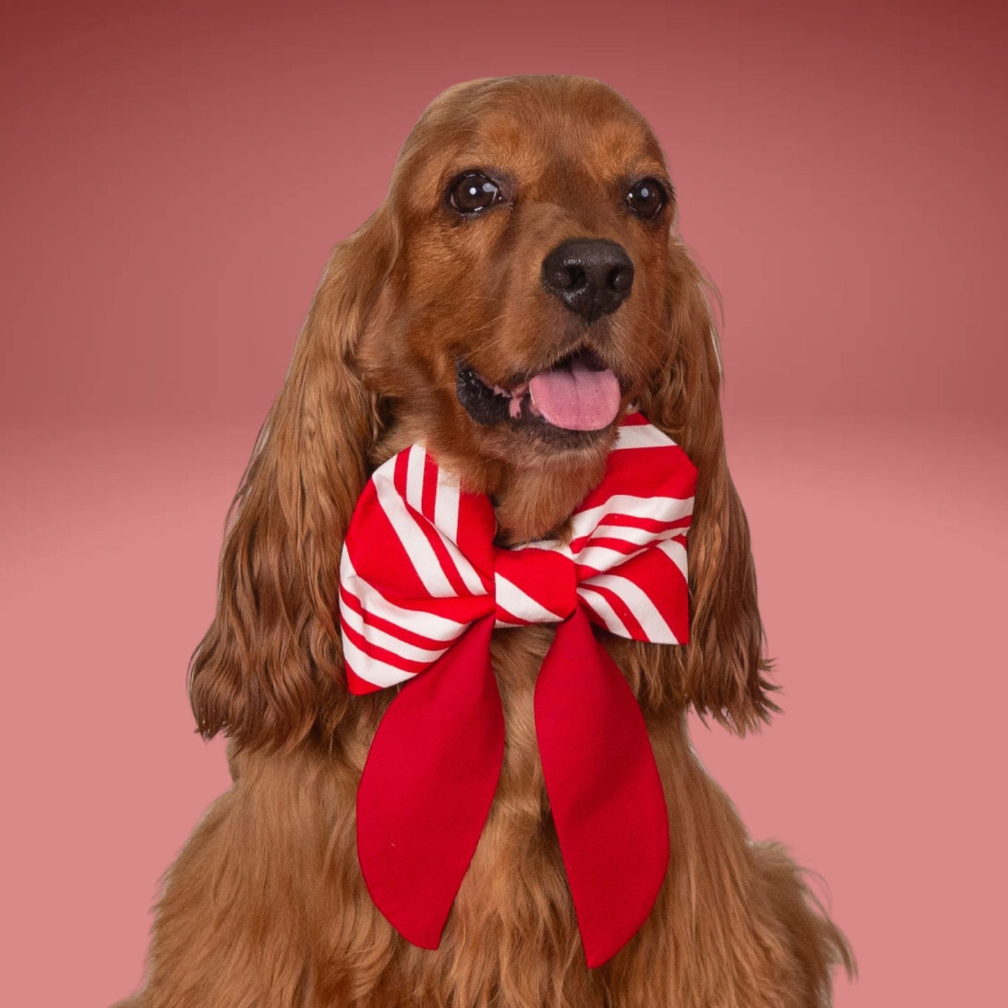 Sailor Bow Red Candy Cane Bow by Life for Pawz – Handmade for pets