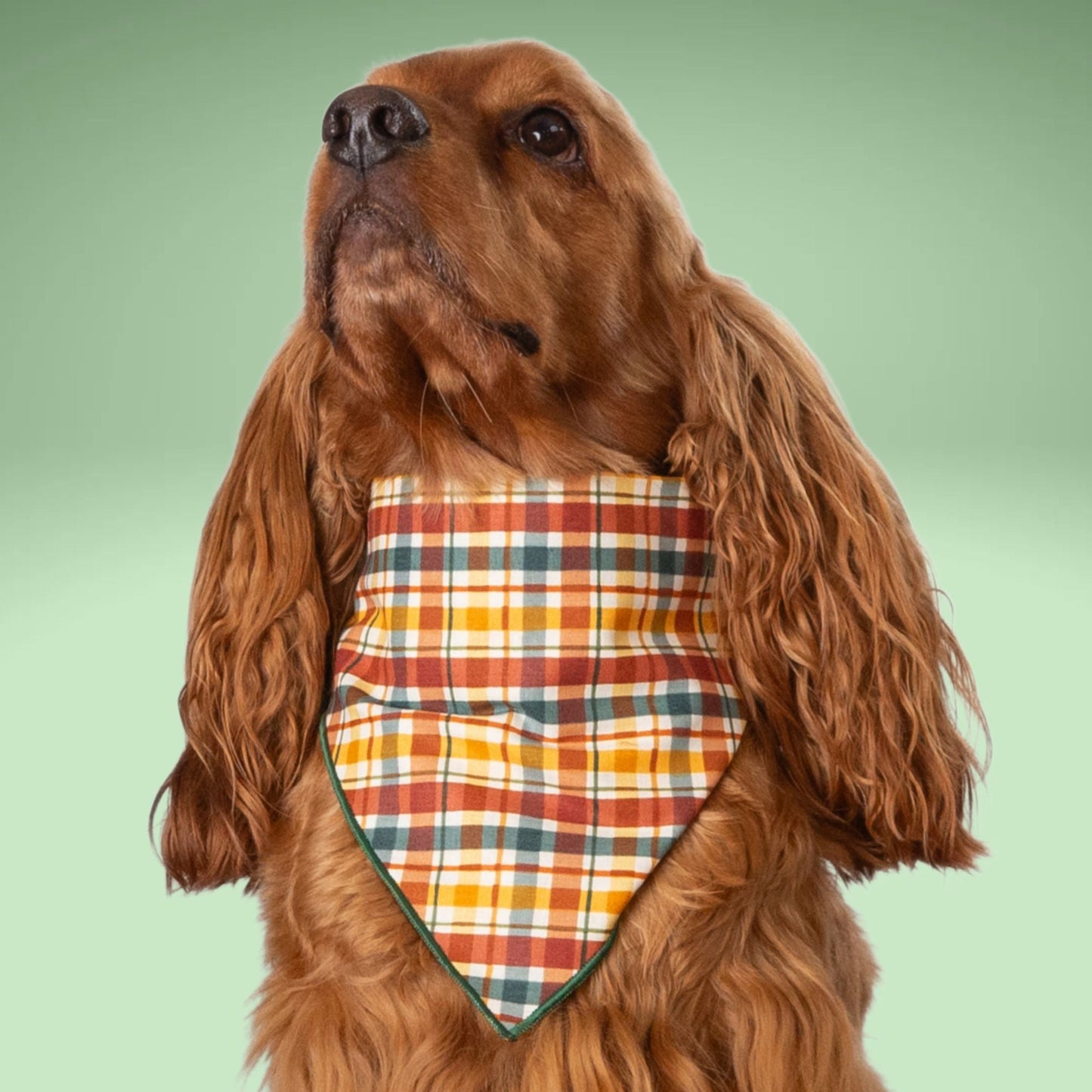 Scrunchie Bandanas Autumn Plaid by Life for Pawz – Handmade for pets