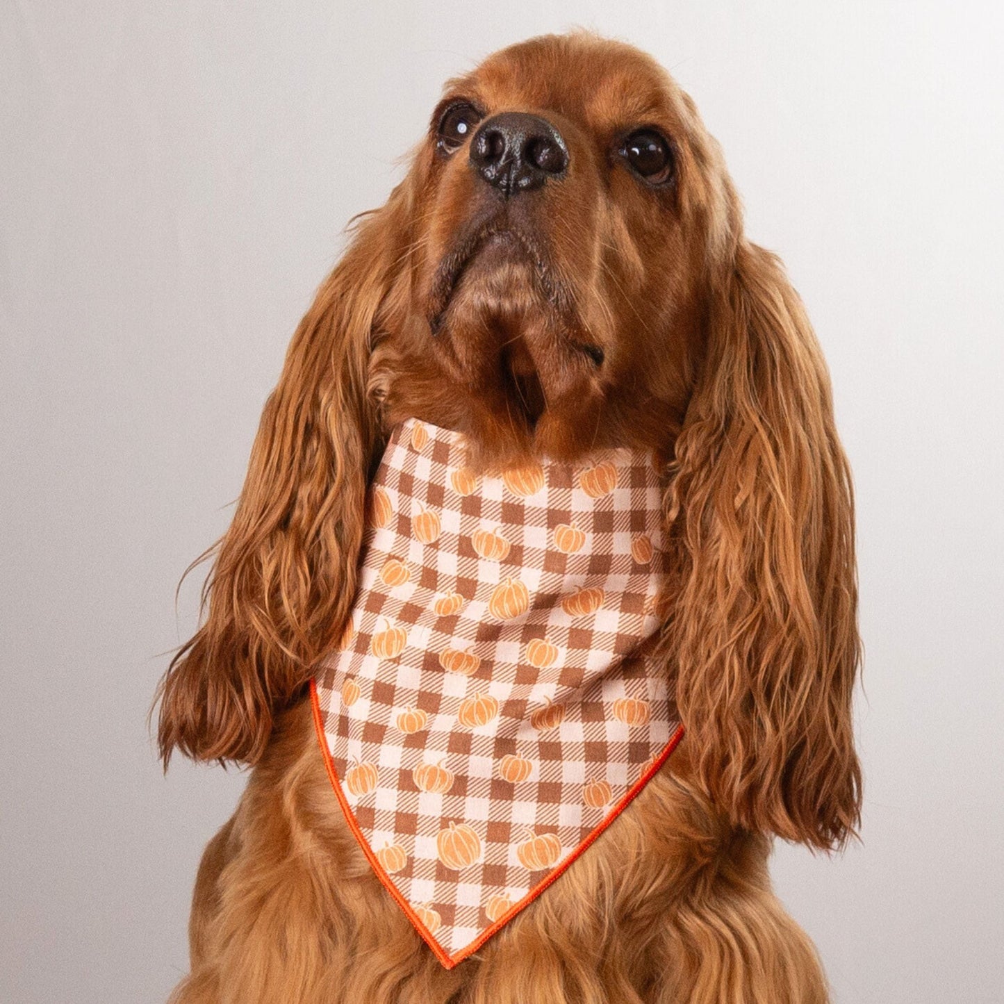 Scrunchie Bandanas Pumpkin Gingham by Life for Pawz – Handmade for pets
