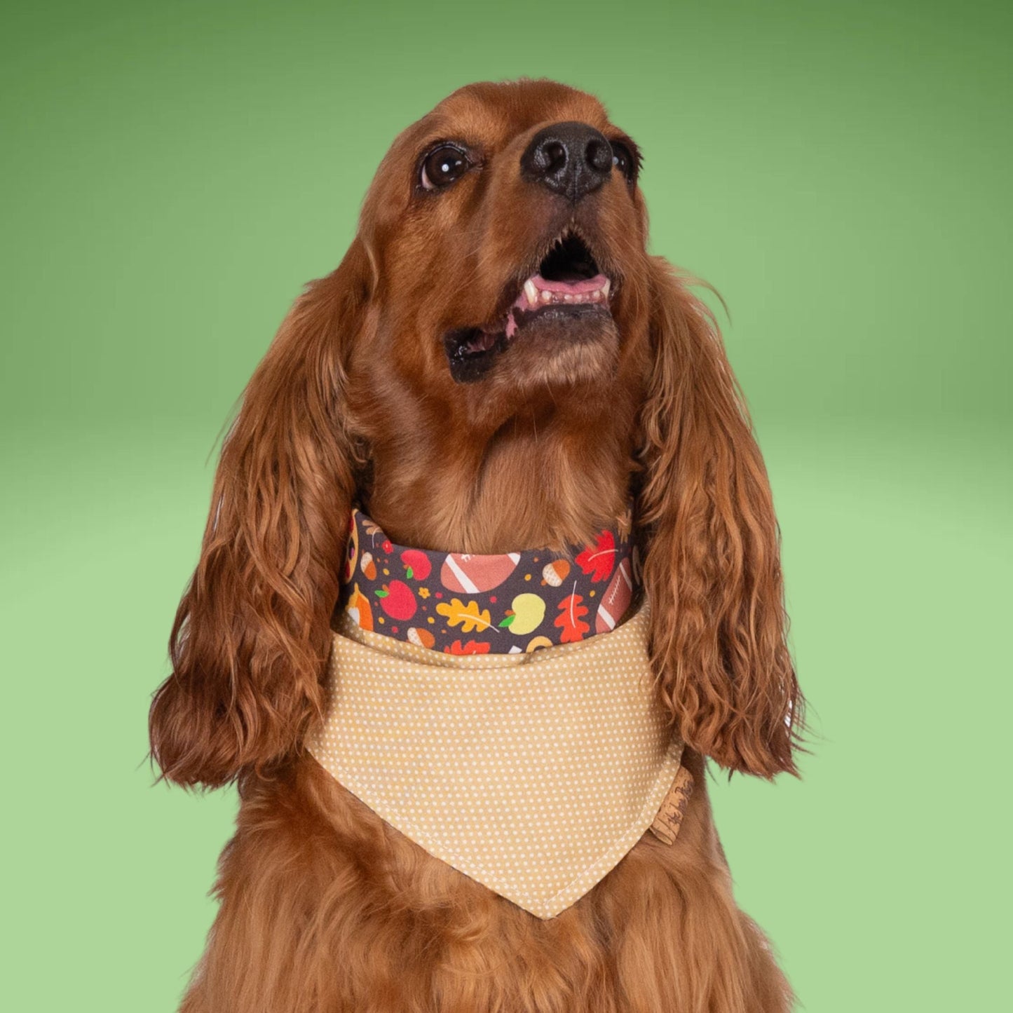 Tie and Snap Cozy Game Day by Life for Pawz – Handmade for pets