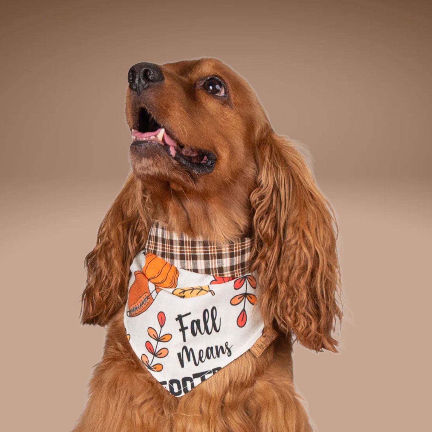 Tie and Snap Fall Football by Life for Pawz – Handmade for pets