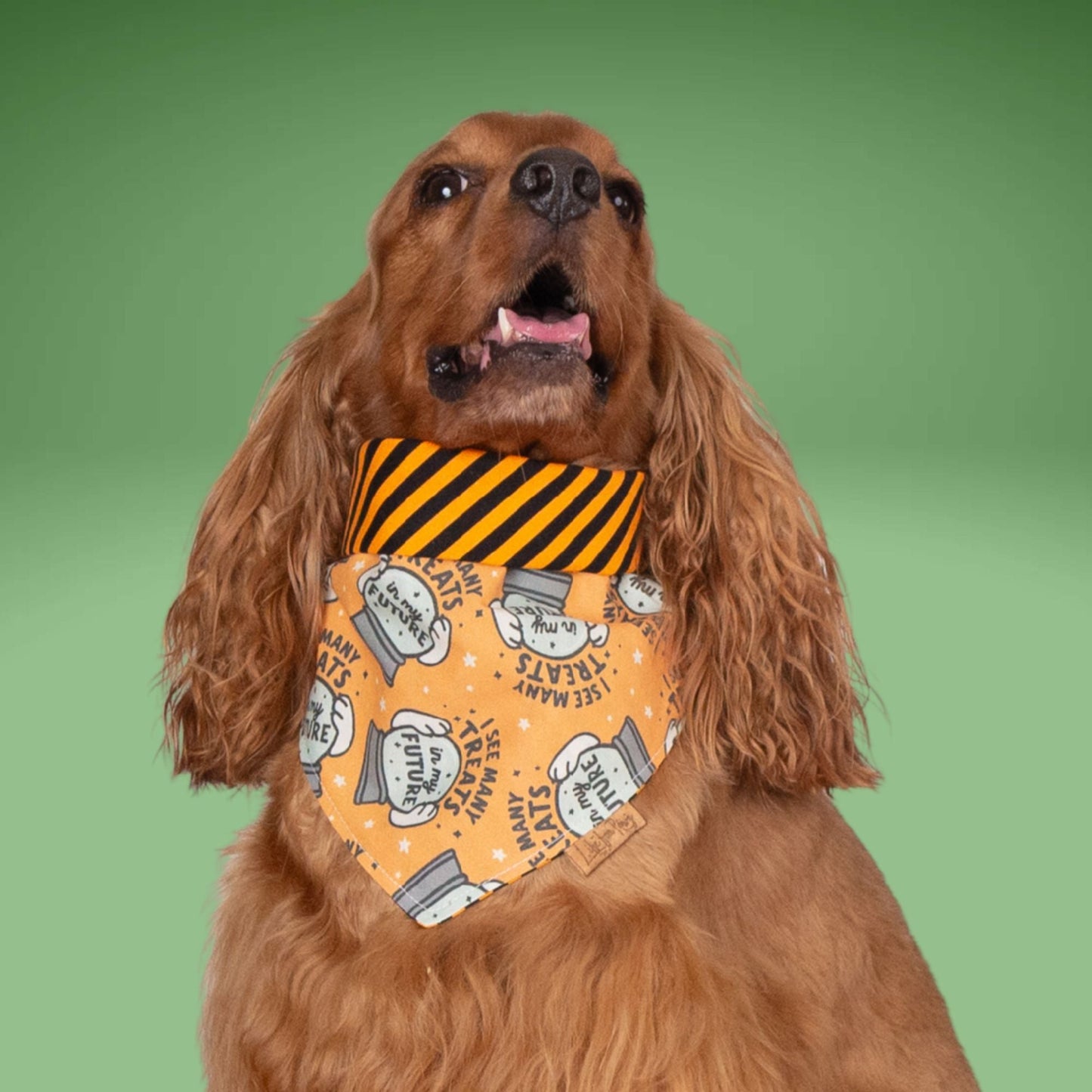 Tie and Snap I See Treats by Life for Pawz – Handmade for pets
