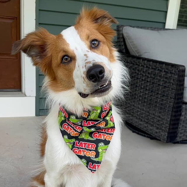 Tie and Snap Later Gator by Life for Pawz – Handmade for pets