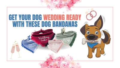 Get your dog wedding ready with these dog bandanas - Life for Pawz