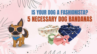 Is Your Dog A Fashionista? 5 Necessary Dog Bandanas - Life for Pawz