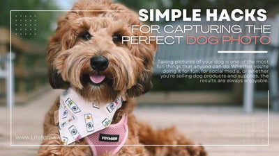 Simple Hacks For Capturing The Perfect Dog Photo - Life for Pawz