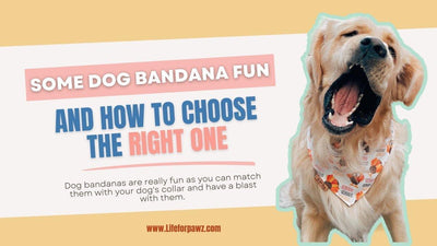 Some Dog Bandana Fun and How to Choose the Right One - Life for Pawz