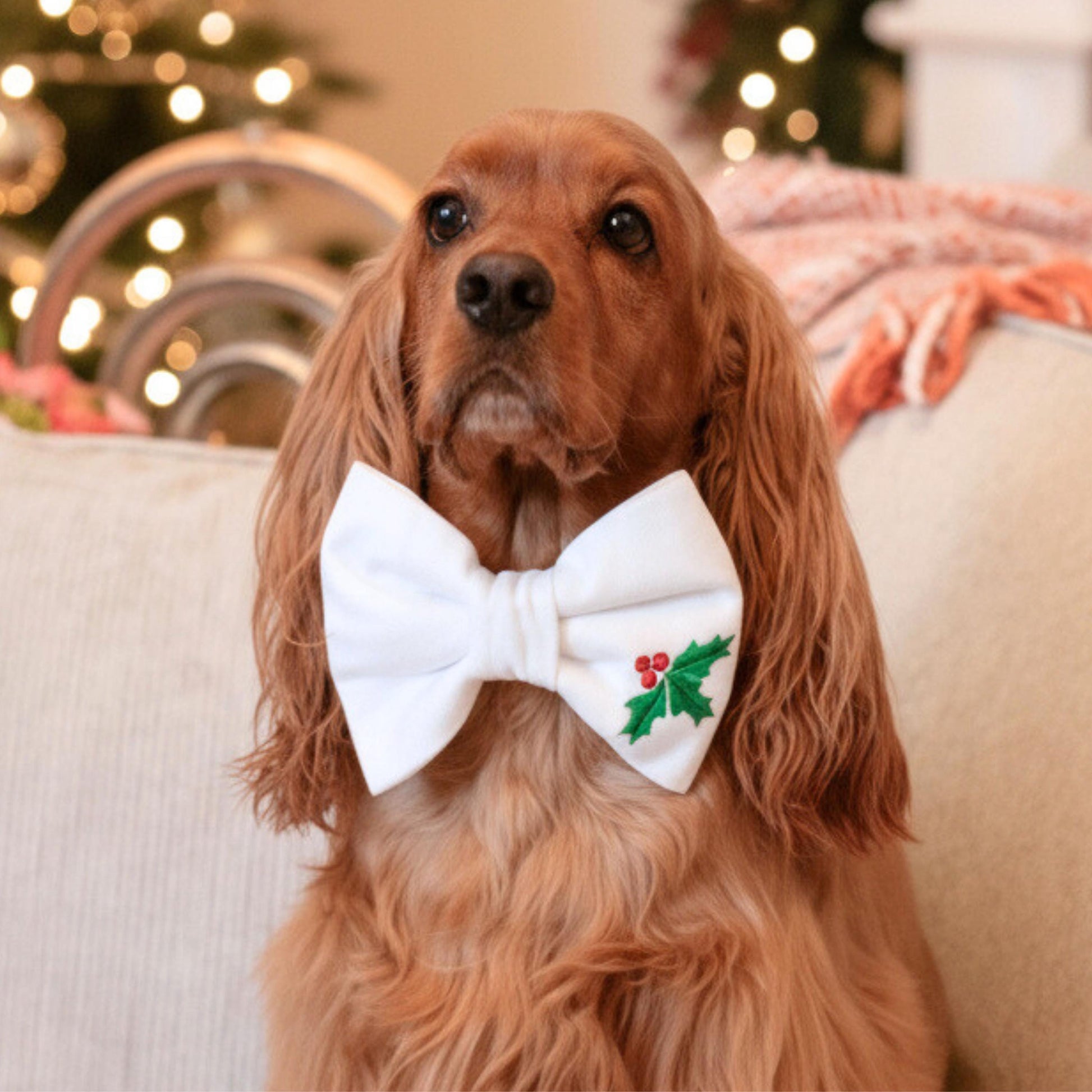 A brown dog wearing a white bow tie with a holly leaf design, sitting on a couch with a blurred background of Christmas lights.