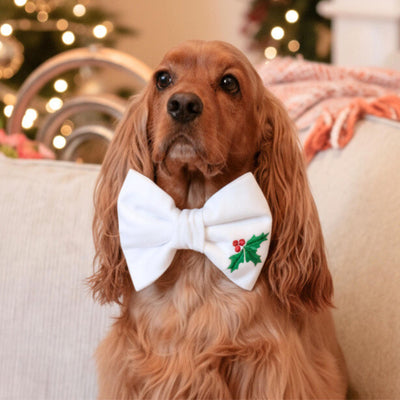 A brown dog wearing a white bow tie with a holly leaf design, sitting on a couch with a blurred background of Christmas lights.