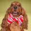 A brown dog wearing a red and white striped bow tie, looking directly at the camera with a happy expression.