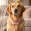 beaded dog necklace Cancer Awareness Pink Ribbon Beaded Dog Collar by Life for Pawz – Handmade for pets