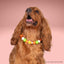 beaded dog necklace Candy Corn Charm by Life for Pawz – Handmade for pets