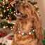 beaded dog necklace Christmas Tree Beaded Dog Collar by Life for Pawz – Handmade for pets