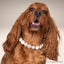 beaded dog necklace New Year’s Gold Charm by Life for Pawz – Handmade for pets