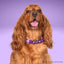 beaded dog necklace Orange & Purple Beads by Life for Pawz – Handmade for pets
