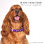 beaded dog necklace Orange & Purple Beads by Life for Pawz – Handmade for pets