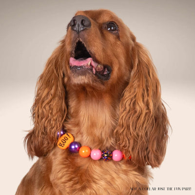 beaded dog necklace Orange & Purple Beads by Life for Pawz – Handmade for pets