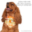 beaded dog necklace Pumpkin Harvest Charm by Life for Pawz – Handmade for pets