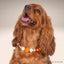 beaded dog necklace Pumpkin Harvest Charm by Life for Pawz – Handmade for pets
