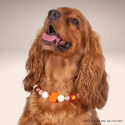 beaded dog necklace Pumpkin Harvest Charm by Life for Pawz – Handmade for pets