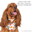 beaded dog necklace Thanksgiving Turkey Charm by Life for Pawz – Handmade for pets