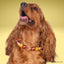 beaded dog necklace Thanksgiving Turkey Charm by Life for Pawz – Handmade for pets