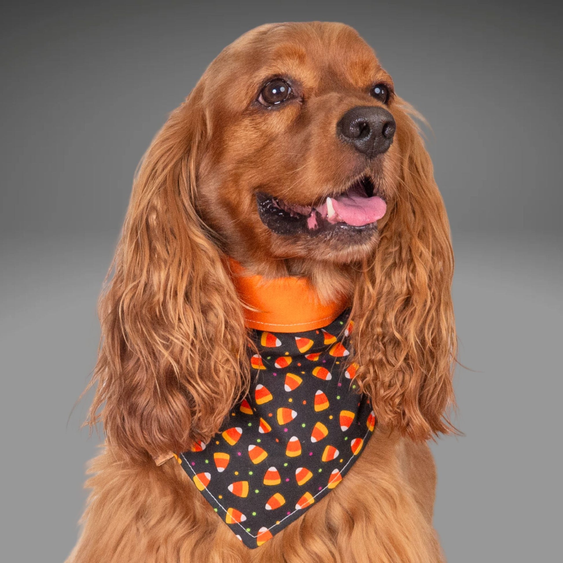 Bone Clasp Candy Corn Craze by Life for Pawz – Handmade for pets