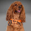 Bone Clasp Candy Corn Craze by Life for Pawz – Handmade for pets
