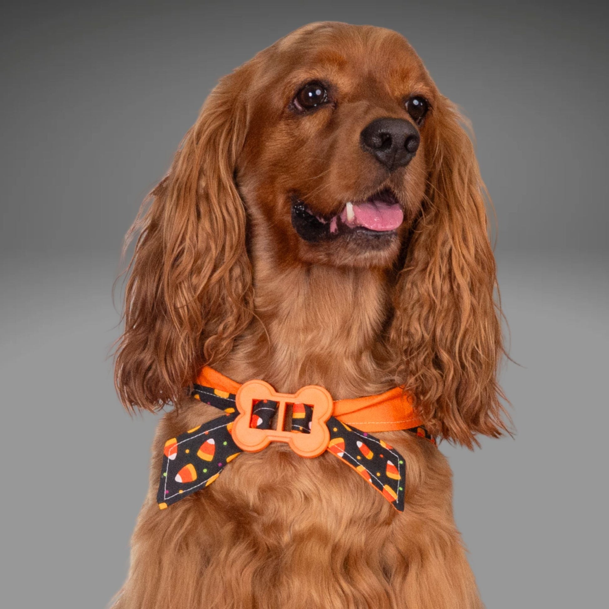 Bone Clasp Candy Corn Craze by Life for Pawz – Handmade for pets