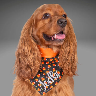 Bone Clasp Candy Corn Craze by Life for Pawz – Handmade for pets