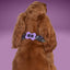 Bone Clasp Dancing Bones by Life for Pawz – Handmade for pets