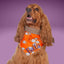 Bone Clasp Smiley Spiders by Life for Pawz – Handmade for pets