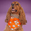 Bone Clasp Smiley Spiders by Life for Pawz – Handmade for pets