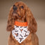 Bone Clasp Witchy Dots by Life for Pawz – Handmade for pets