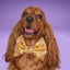 Bowtie BOO Ghost Bow by Life for Pawz – Handmade for pets